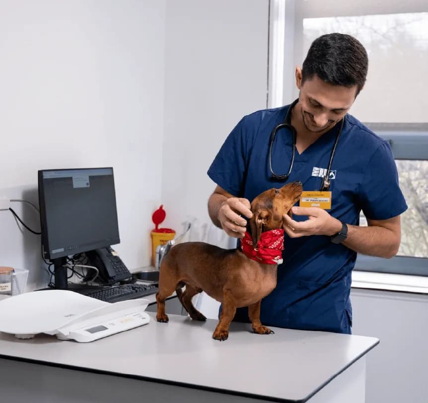Hospital Veterinário Universitário Egas Moniz